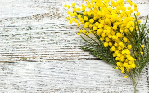 上周上涨 400% 后购买含羞草 (MIMO) 的最佳地点