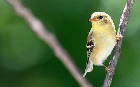 三分钟简述 DeFi 无抵押借贷协议 Goldfinch 原理与发展路线