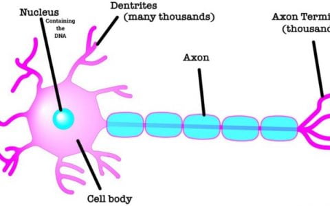 比特币如何像一个巨大的控制论元大脑