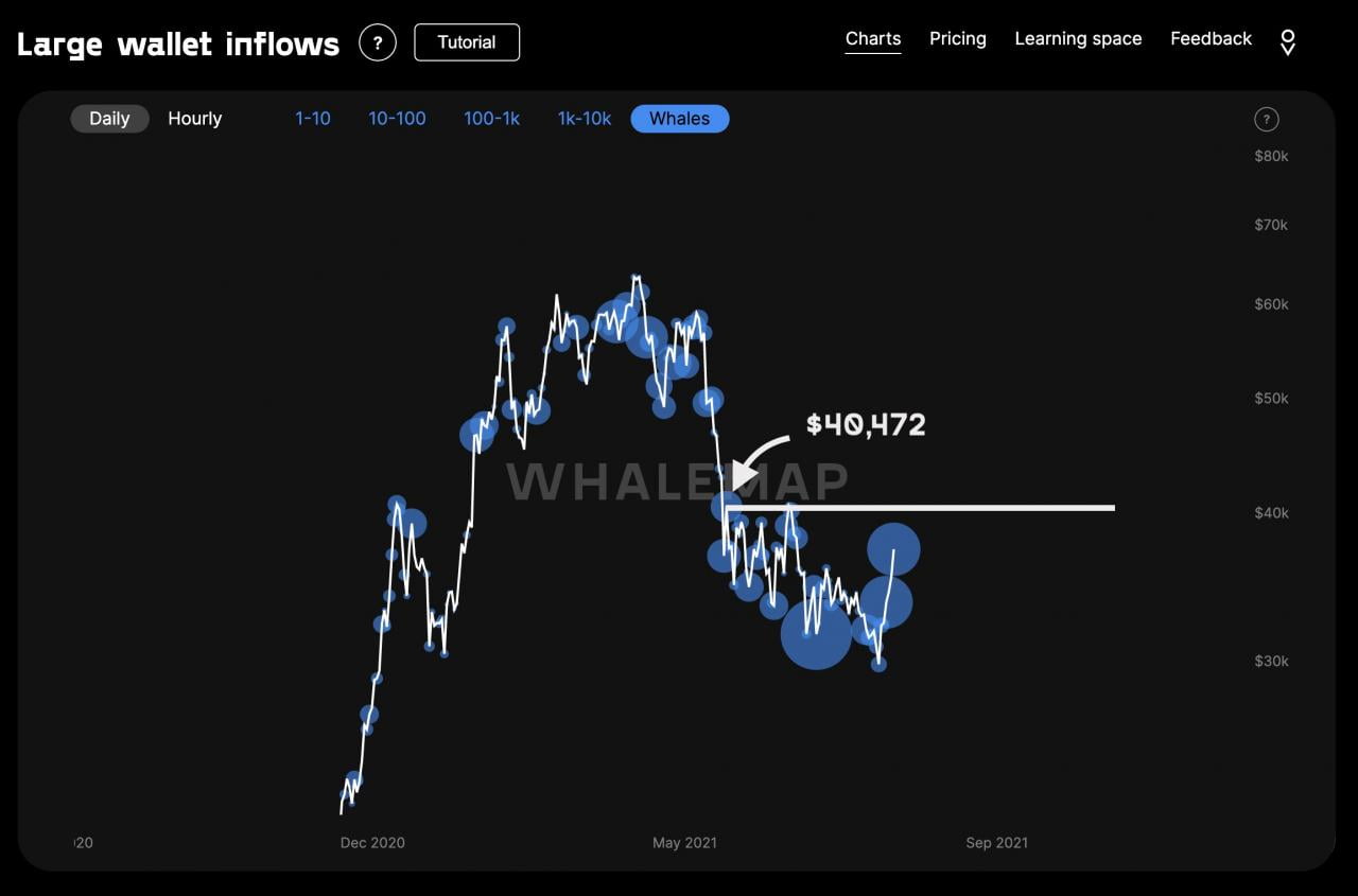 “鲸鱼”和“鱼”之间的比特币增持加速，而 BTC 上涨至 4 万美元
