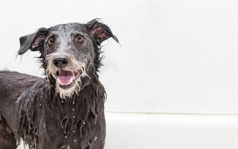 狗狗币仍然不稳定：Memecoins 面临压力