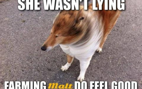 三分钟了解新型算法稳定币 Malt 盈利模式