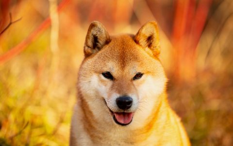 eToro 上架 SHIB 而 ShibaSwap TVL 在两周内下跌 80%