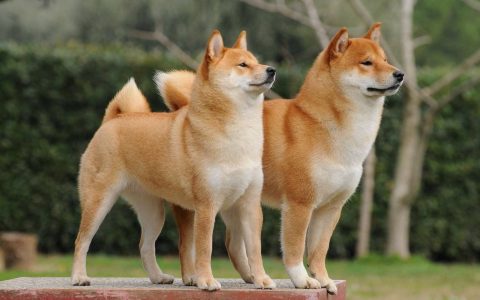Shiba Inu 和 Baby Doge 硬币投资技巧 你对笑话币了解多少？