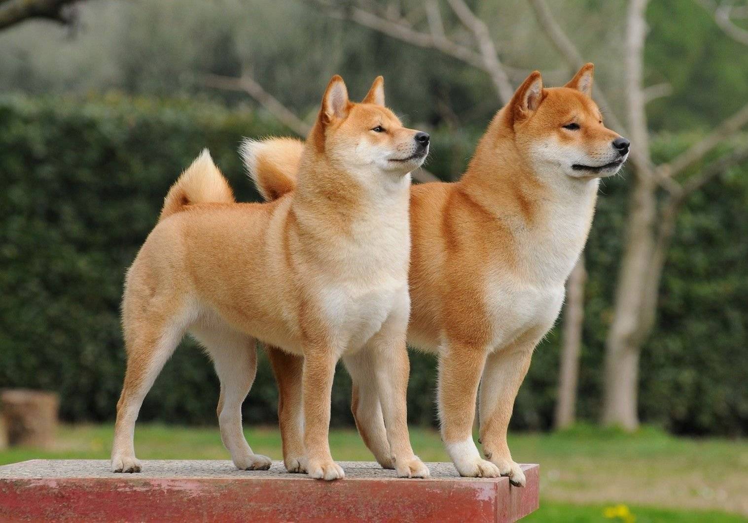 Shiba Inu 和 Baby Doge 硬币投资技巧 你对笑话币了解多少？