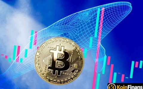 鲸鱼再次出动 鲸鱼活动如何影响市场