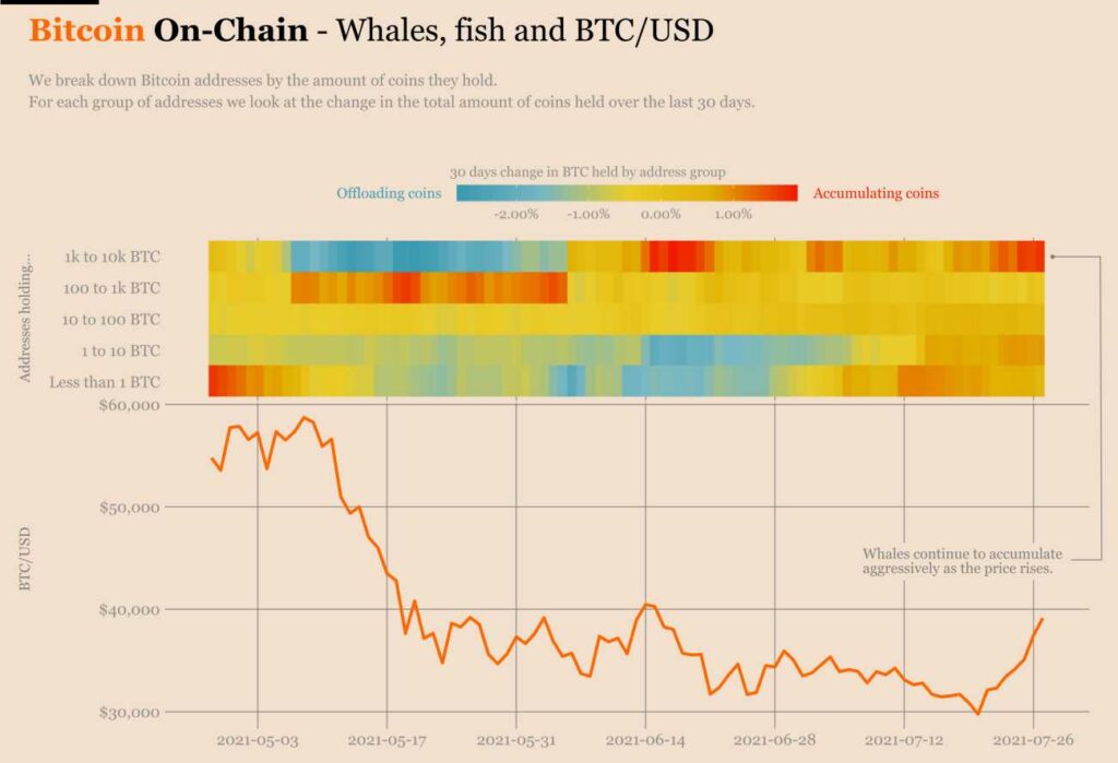 从小鱼到鲸鱼：每个人都增持了更多的比特币