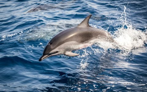 FTX 和娱乐巨头 Dolphin 将推出 NFT 市场