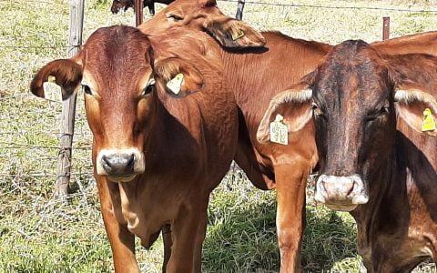 区块链可追溯性为农民提供竞争优势