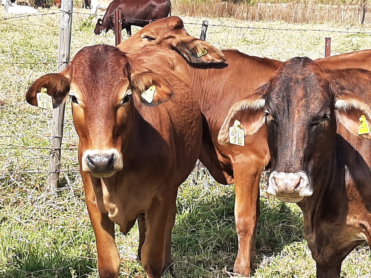 区块链可追溯性为农民提供竞争优势