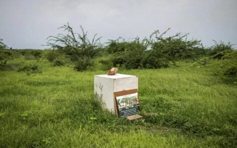 说唱歌手 Akon 的加密货币城市是建在沙子上的吗？