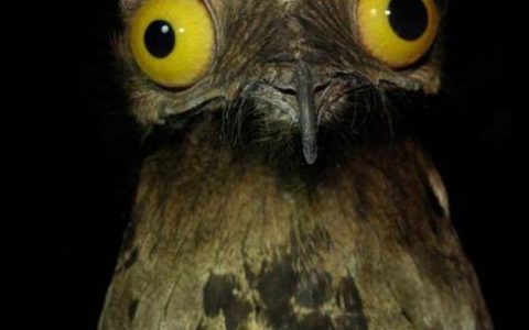 简述以太坊二层扩容方案 Zkopru 项目的特点和进展